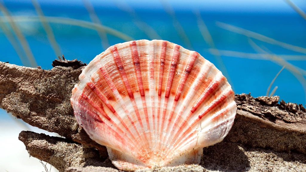 Shell Wallpapers
