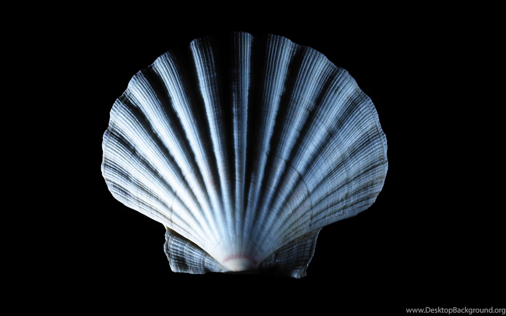 Sea Shell Wallpapers