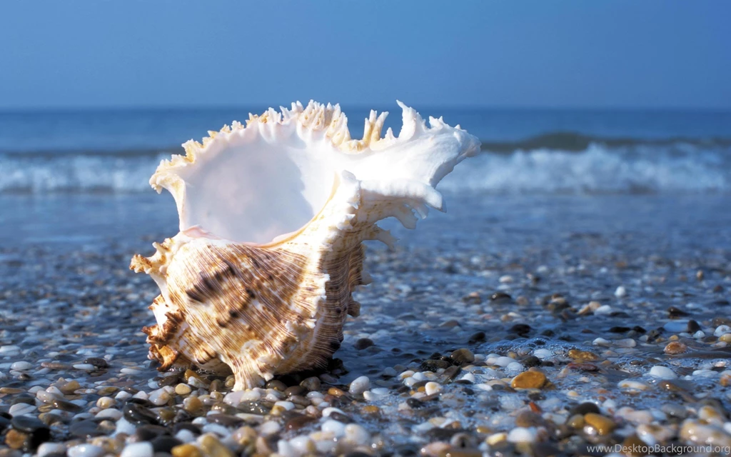 Sea Shell Wallpapers Wallpapers Cave
