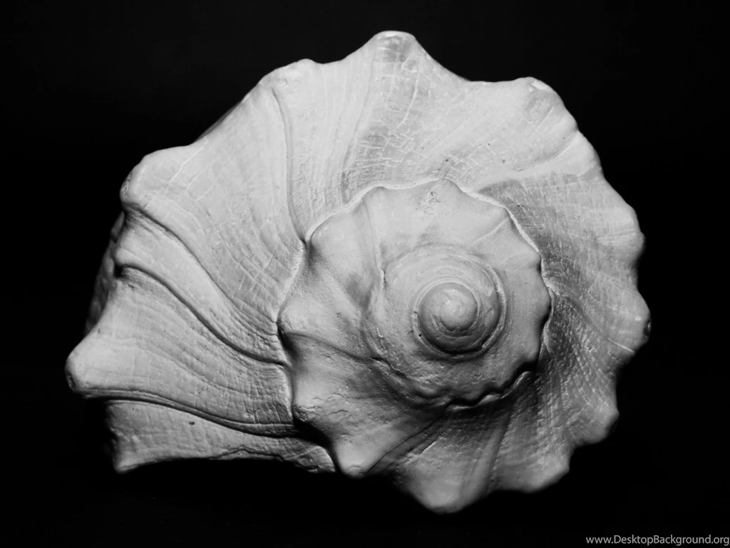 Shell Computer Wallpapers, Desktop Backgrounds