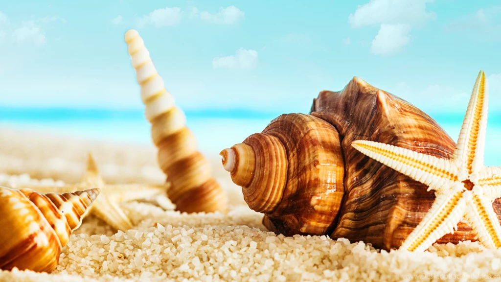 Shell and starfish at beach_uhd Wallpapers WideWallpaper.info ...