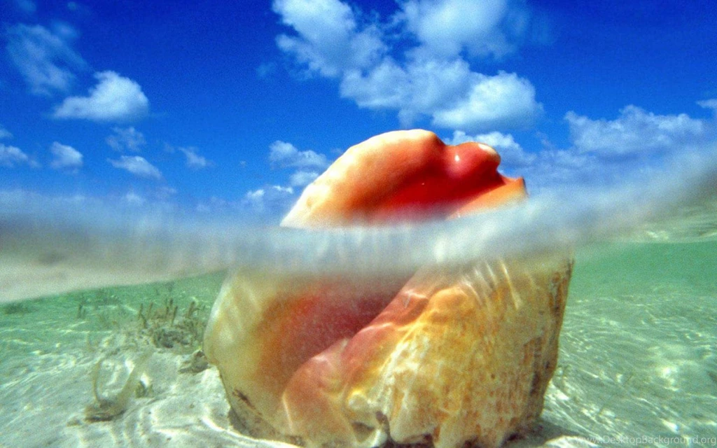Shell Wallpapers (