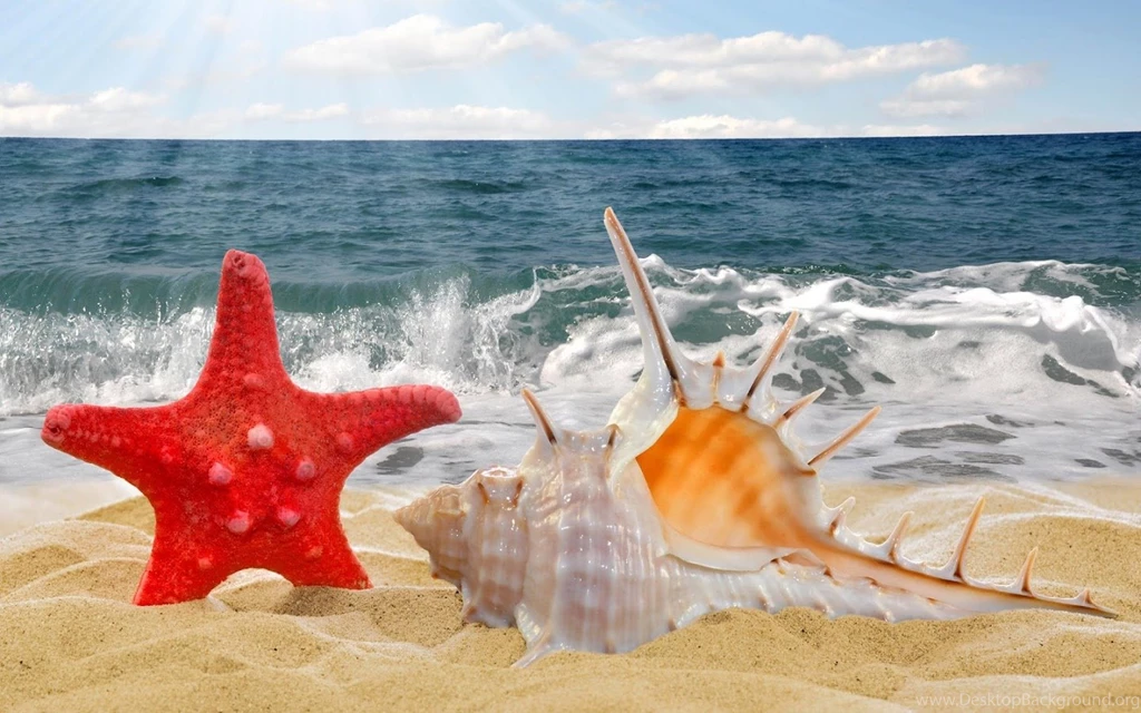 Shell Wallpapers Android Apps On Google Play