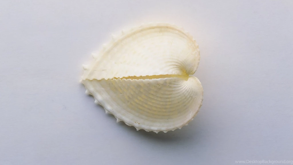 Shell In Heart Shaped Design, A Broken Heart, Inside Is A ...
