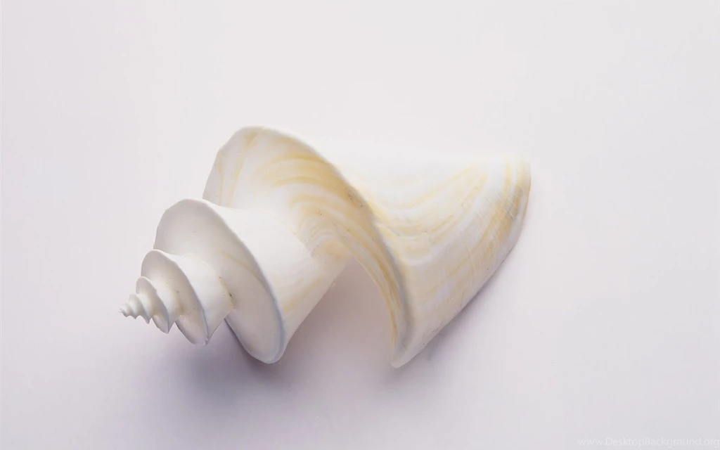 Conch Shell Wallpapers Album (3)
