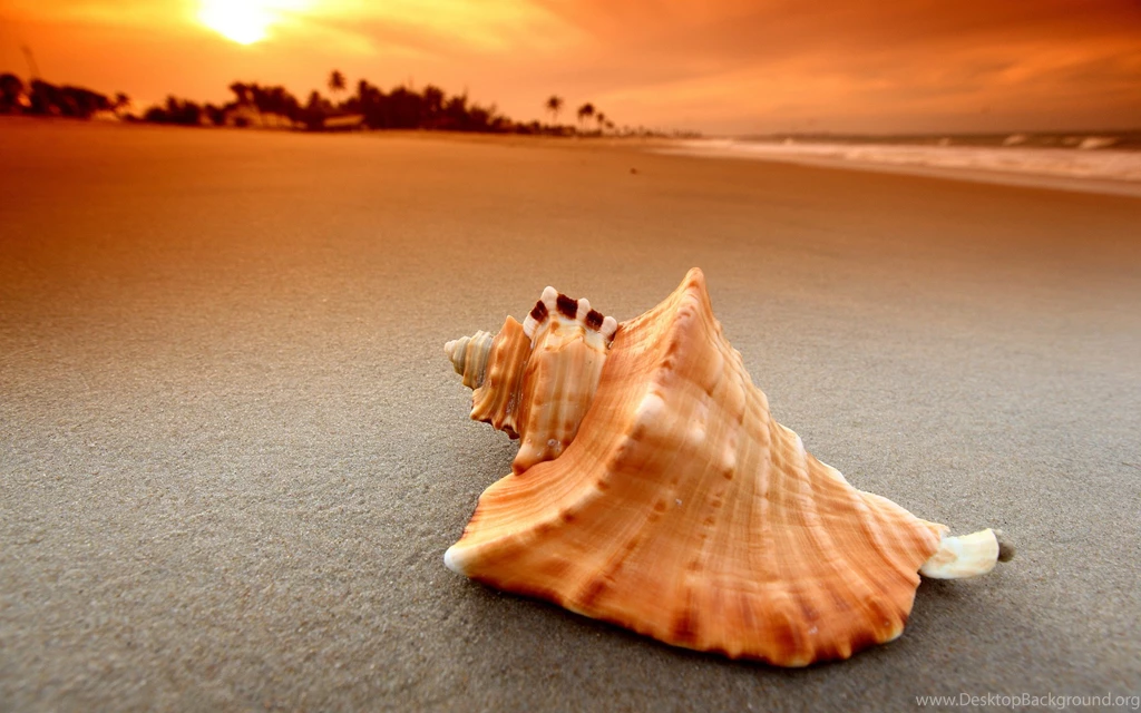 Sea Shell Beach Wallpapers