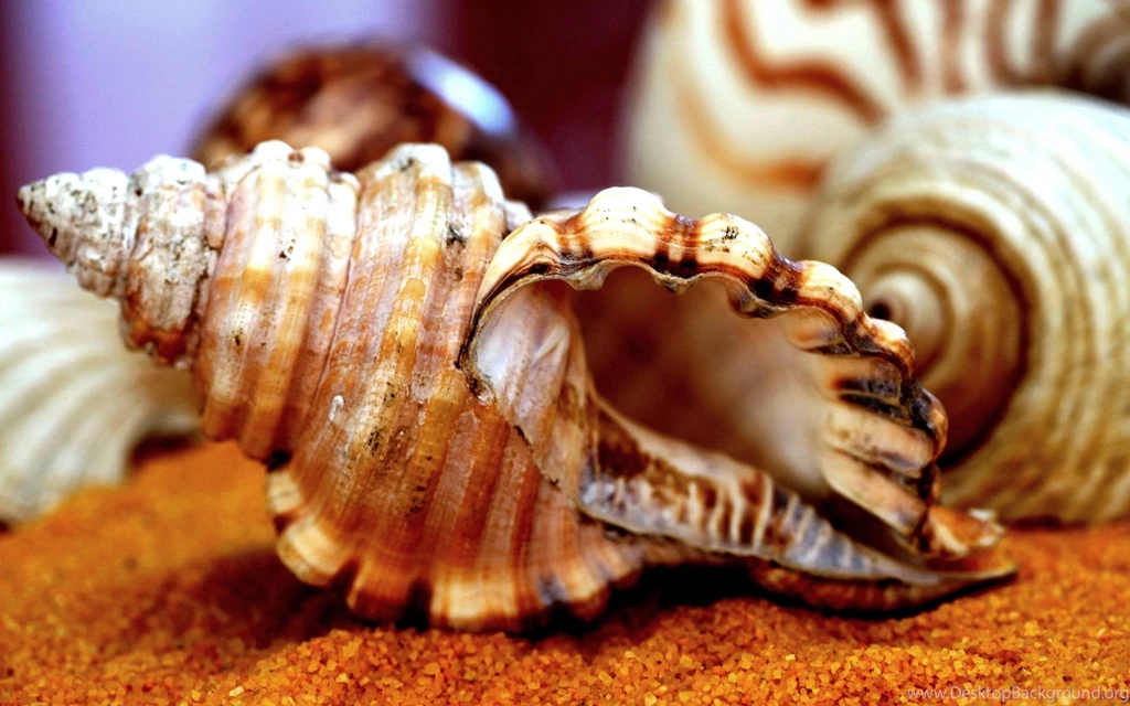 Sea Shells Wallpapers Wallpapers Cave