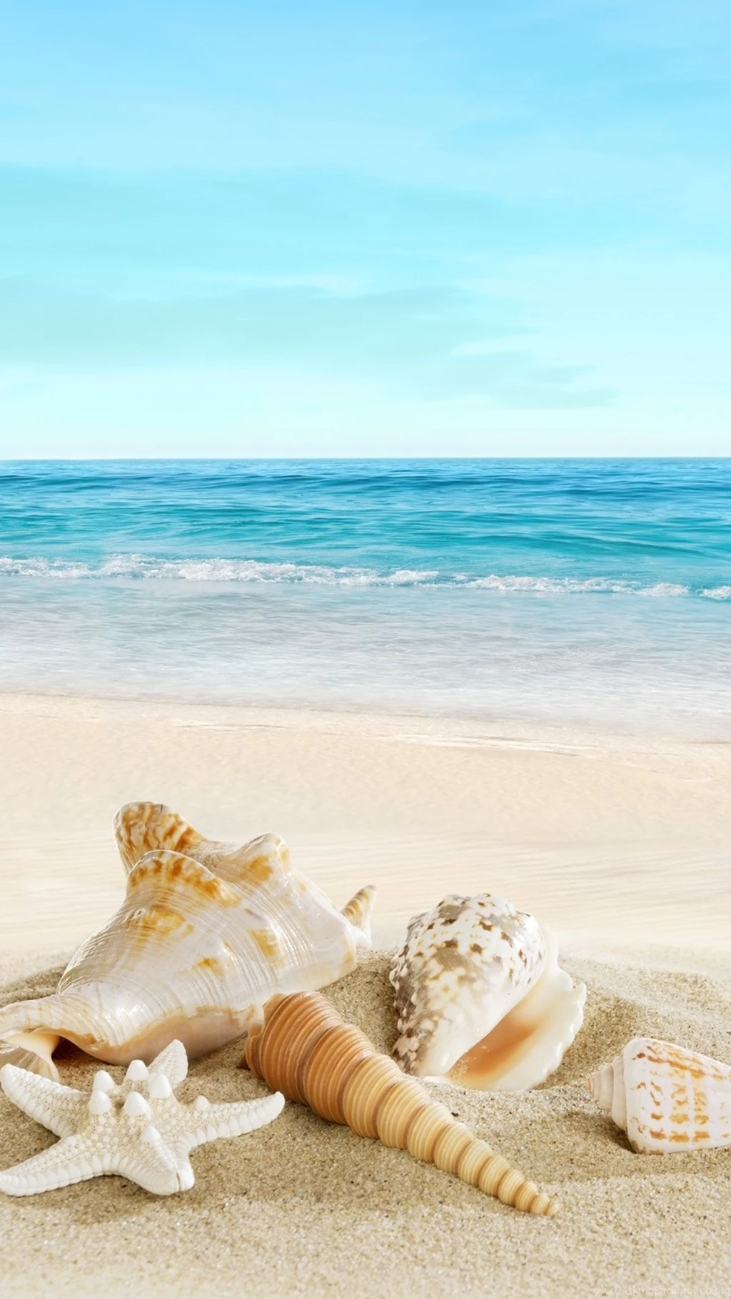 Nature Sunny Sea Shell Beach iPhone 6 Wallpapers Download