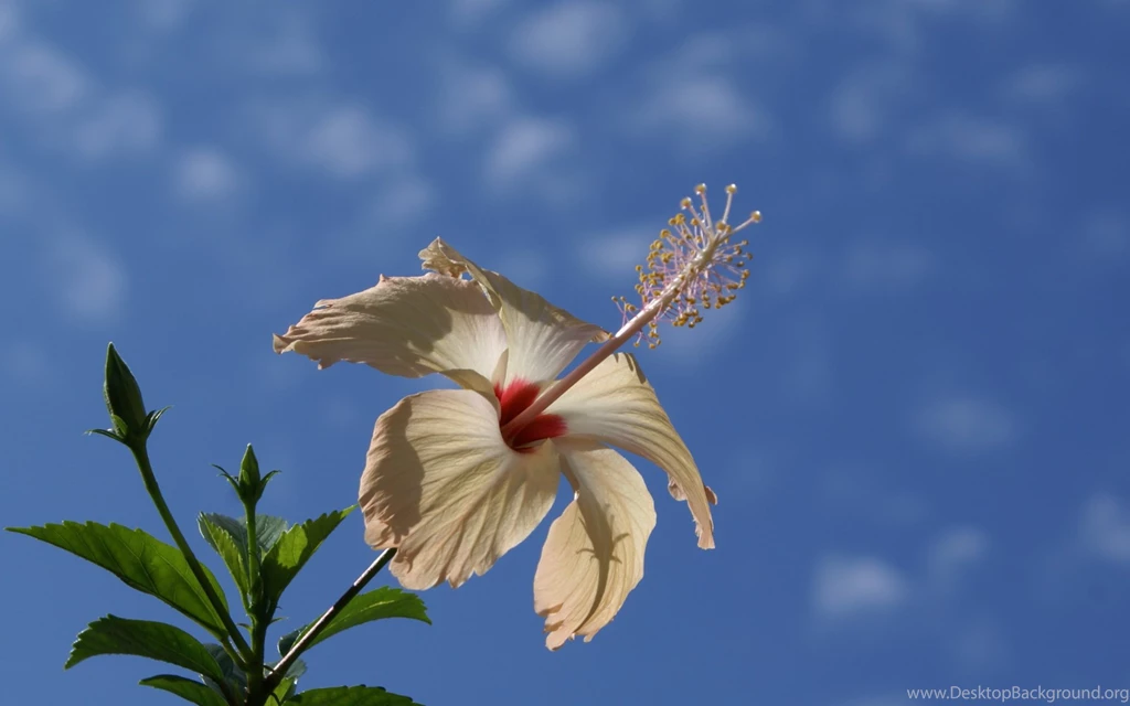 Sky Wallpapers Widescreen