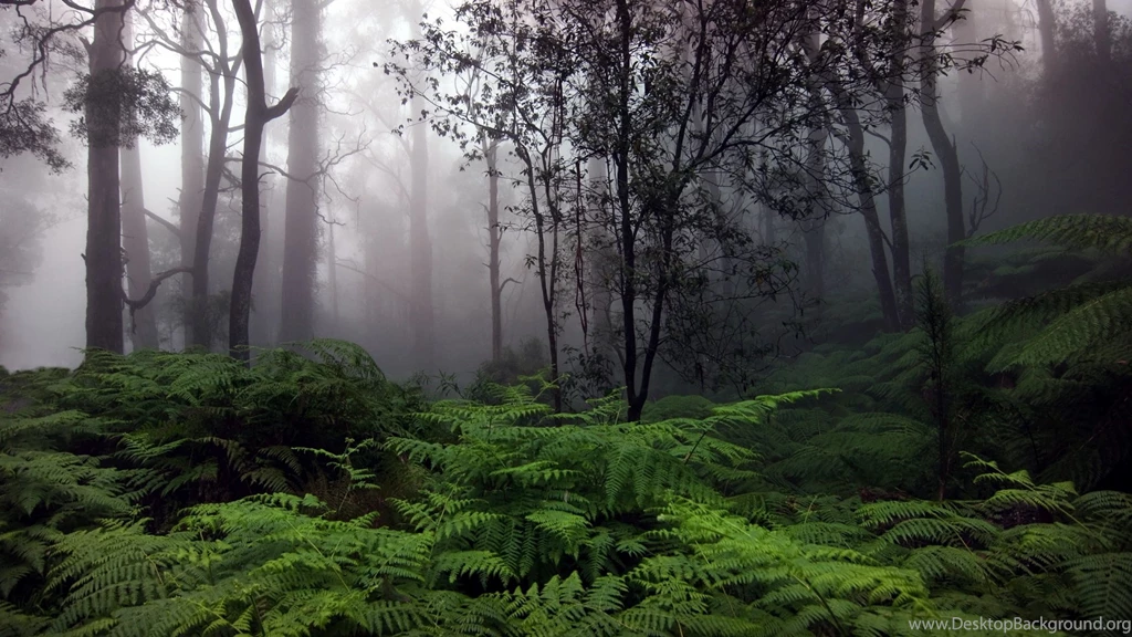 High Resolution Forest 1920×1080 Wallpapers Full Size ...