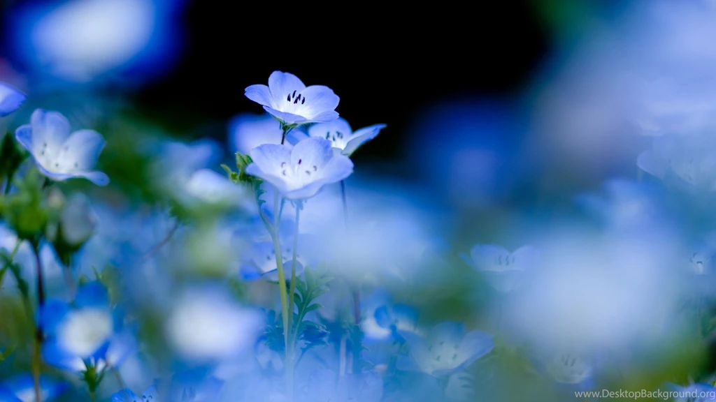 High Resolution Flower Wallpapers 1920×1080 Full Size ...
