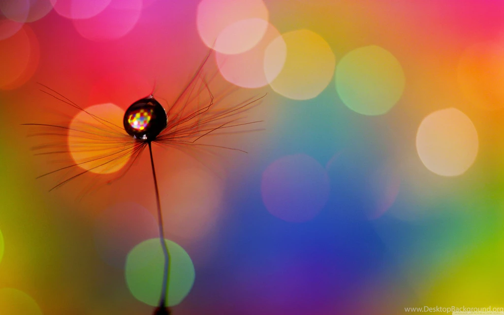 Drop In A Dandelion Seed HD Desktop Wallpapers : Fullscreen
