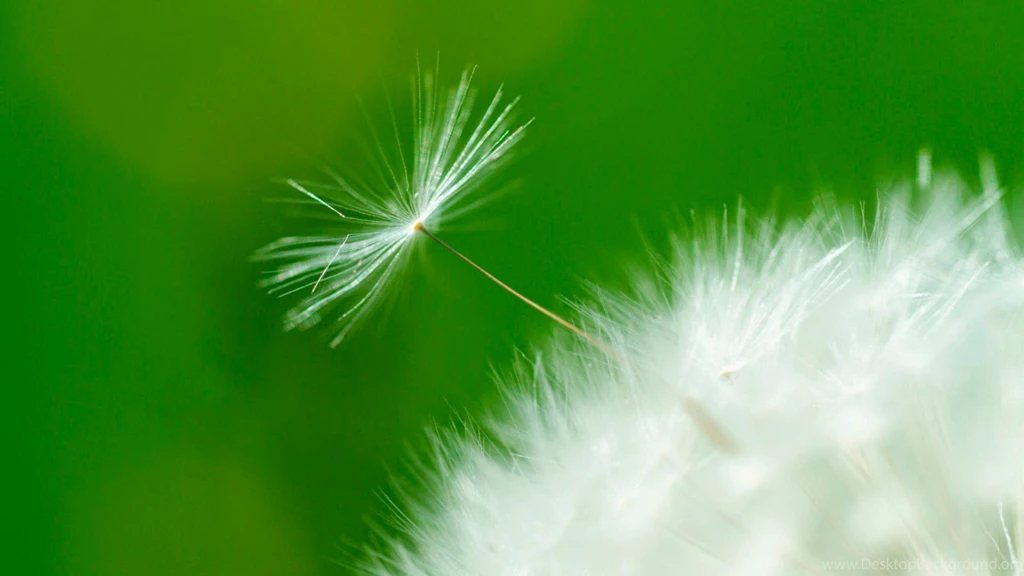 Dandelion Seed Wallpapers