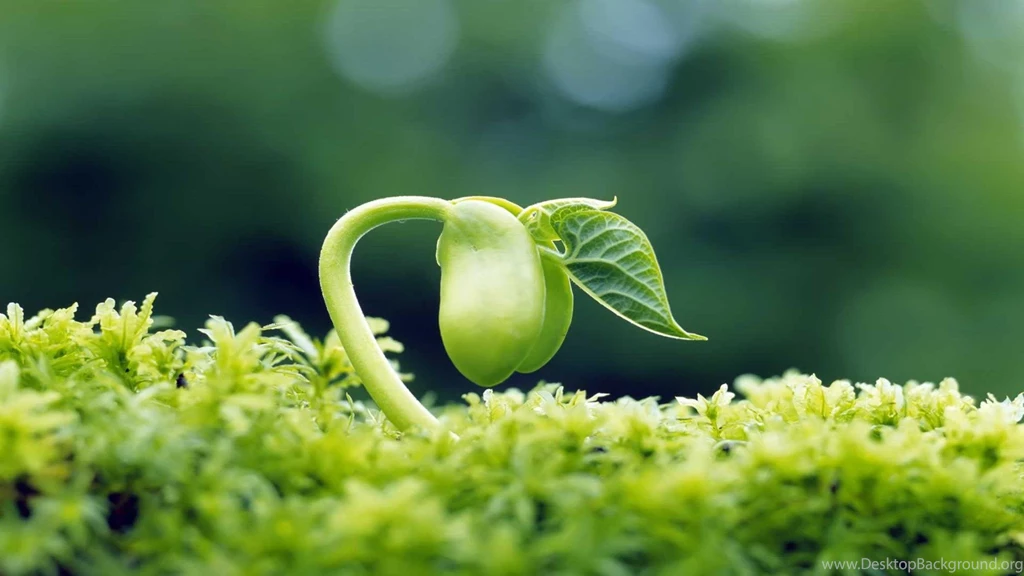 Sprouting Seed Micro Photography Wallpapers