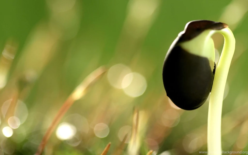 Seed Strength: Sprout Leaves Wallpapers - Plant Wallpapers Free ...