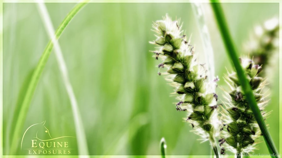 Grass Seed Wallpapers Desktop By EquineExposures On DeviantArt