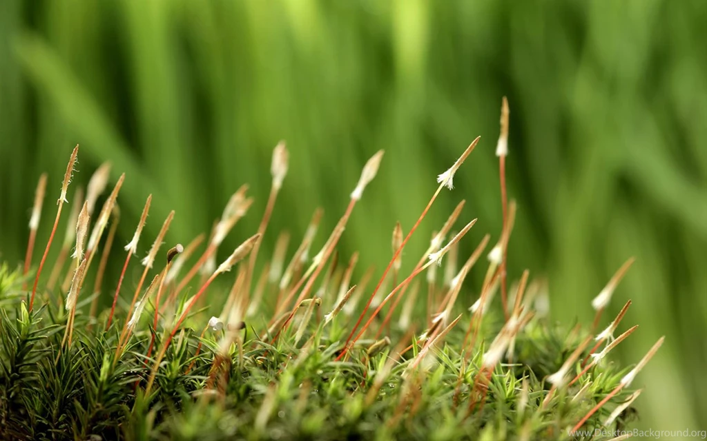 Seed Strength: Sprout Leaves Wallpapers 7 - Plant Wallpapers ...