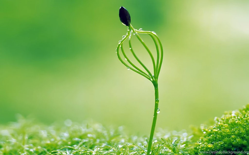 Moisturizing Eye Series: Sprout Leaves Wallpapers 16 - Plant ...