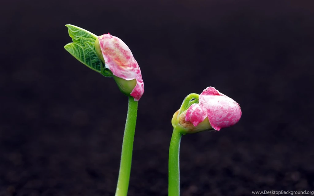 Seed Strength: Sprout Leaves Wallpapers 13 - Plant Wallpapers ...