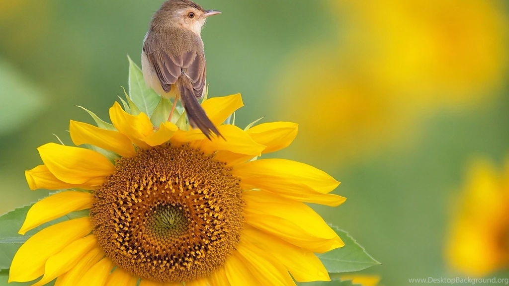 Wallpaper: Flowers, Sunflowers, Bird, Yellow, Bokeh, Macro, Nature ...