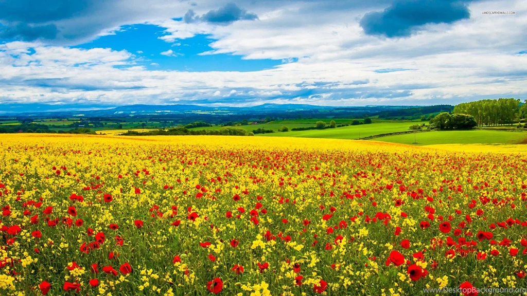 1920x1080 Poppy & Rape Seed Field Desktop PC And Mac Wallpapers