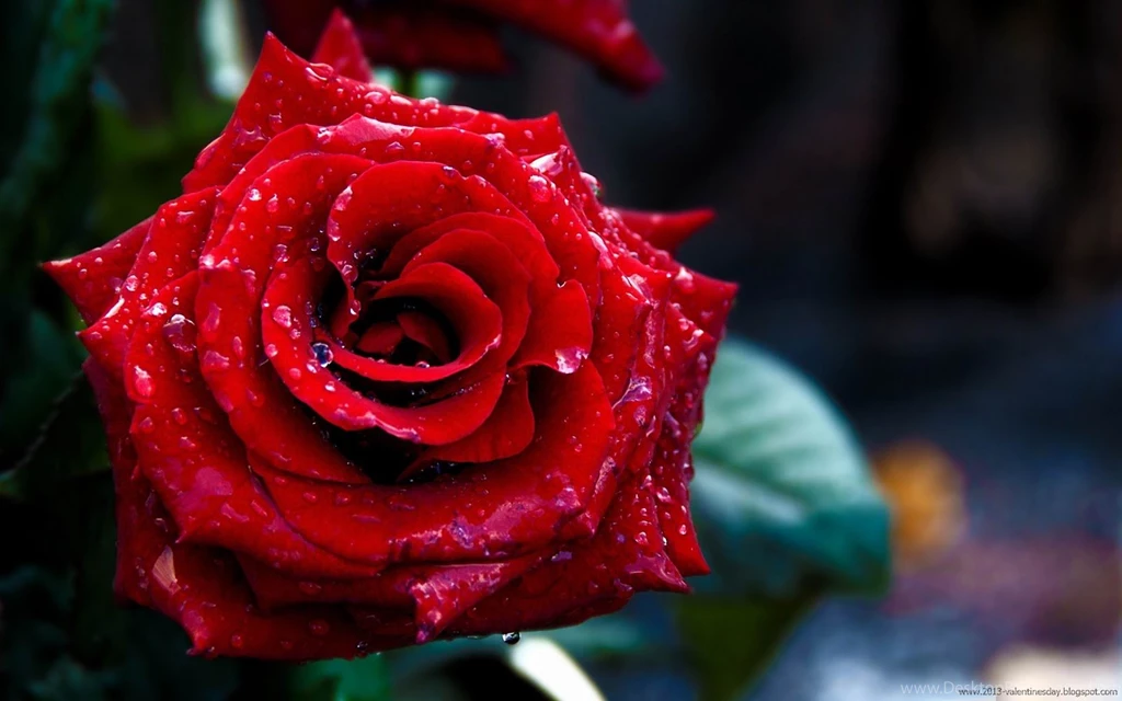 New Latest Happy Rose Day 2013 HD Wallpapers