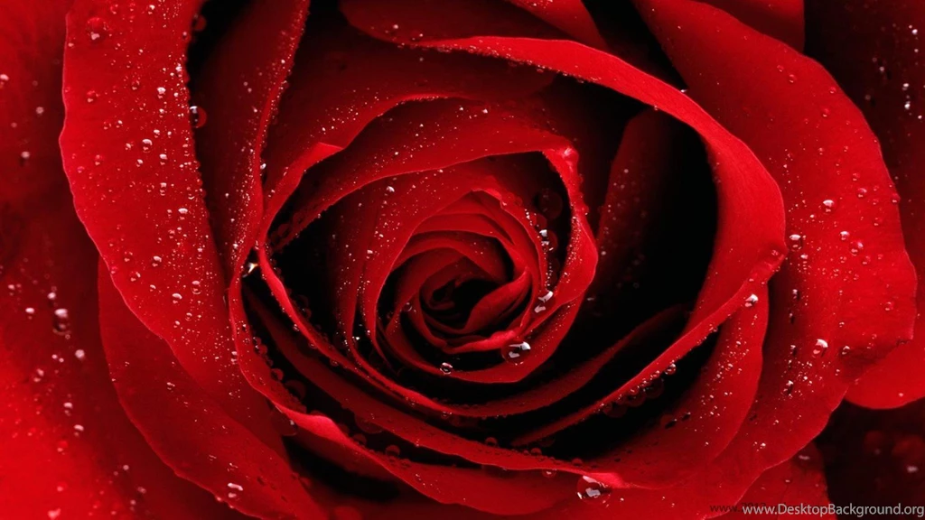 All New Pix1: Rose Day Wallpapers For Facebook