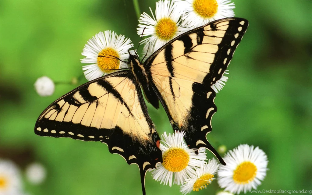 Butterfly Hd Wallpapers