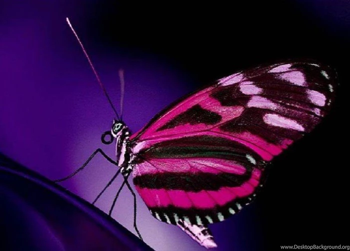 25 Colorful Butterfly Wallpapers