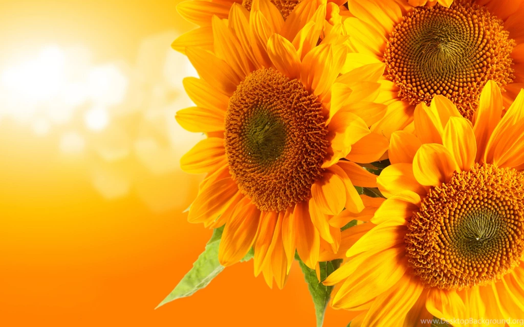 Sunflower Orange Backgrounds Light Wide HD Wallpapers OmWallpapers