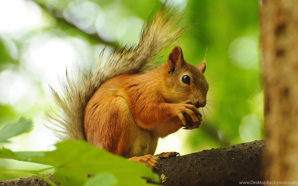 Squirrel HD Photos