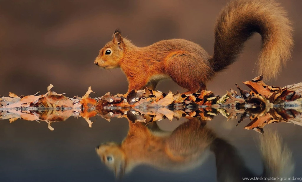 Cute Squirrel Wallpapers Material