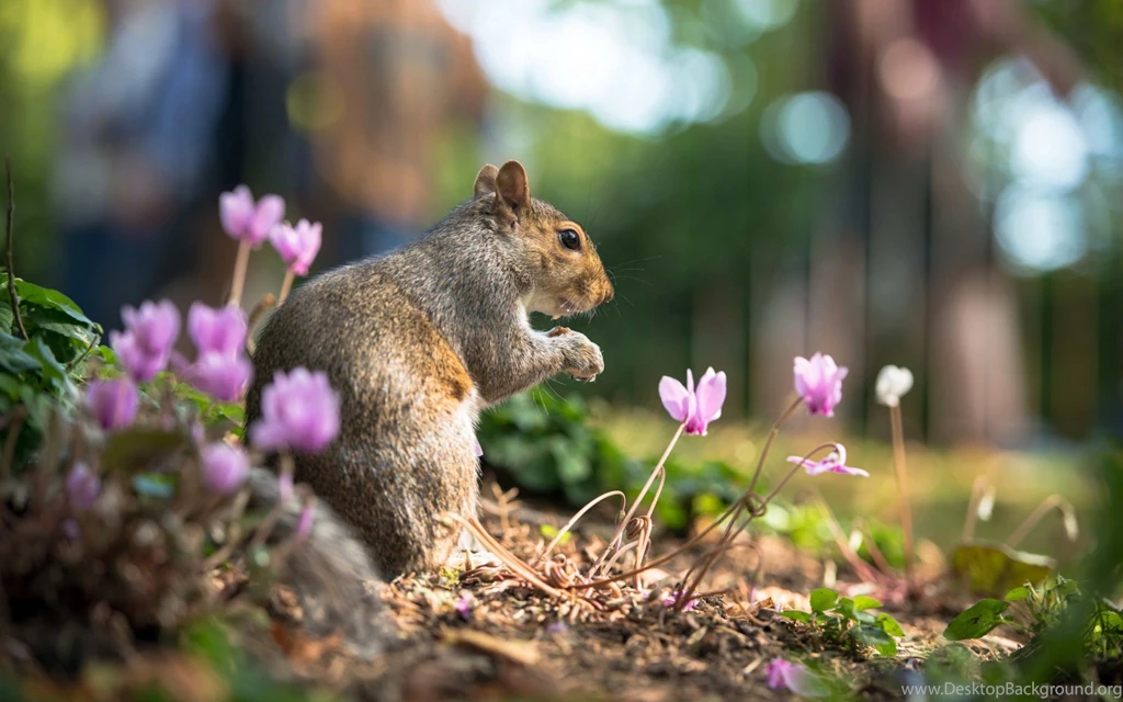 Cute Squirrel Free Backgrounds HD Wallpapers