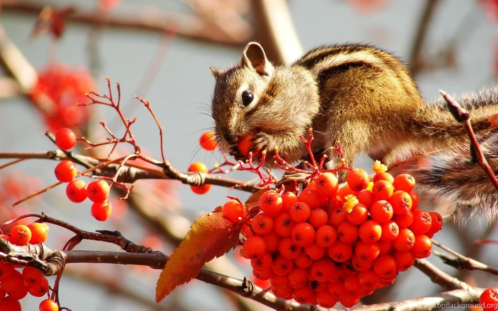 Cute Rodents Squirrels Wallpapers 1680x1050 597868