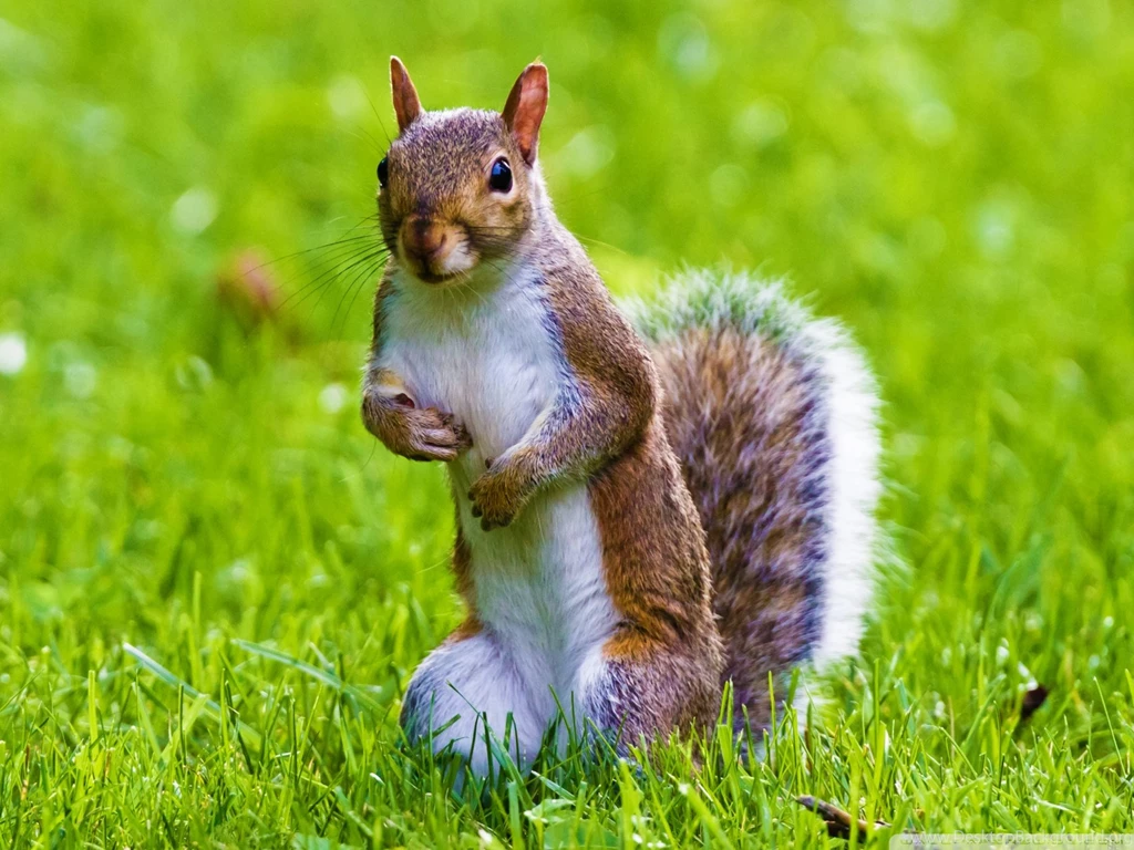 Cute Squirrel HD Desktop Wallpapers : Fullscreen : Mobile