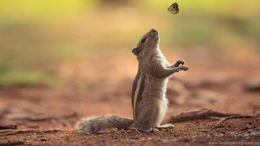 Squirrel Wallpapers >> Backgrounds With Quality HD