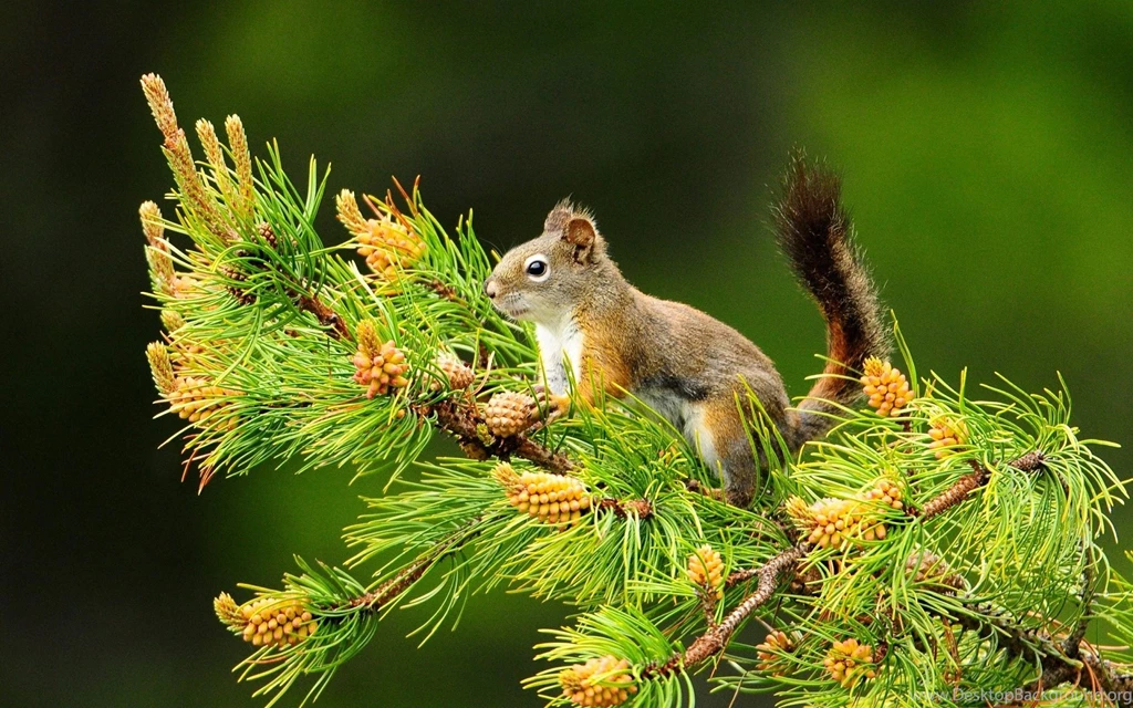 Squirrel Cute Animals Wallpapers