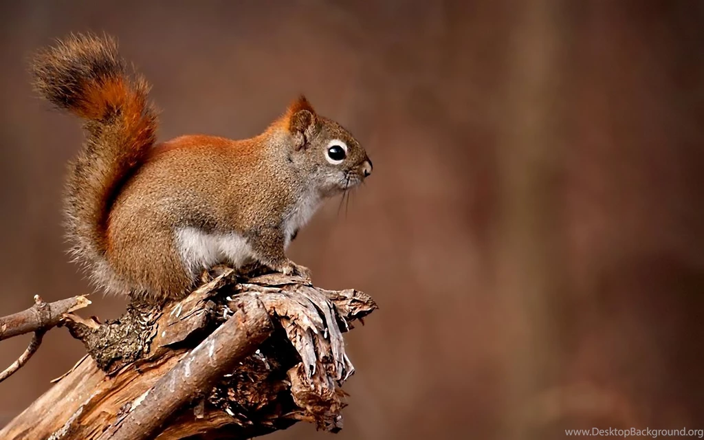 Cute Squirrel (id: 188046) – BUZZERG