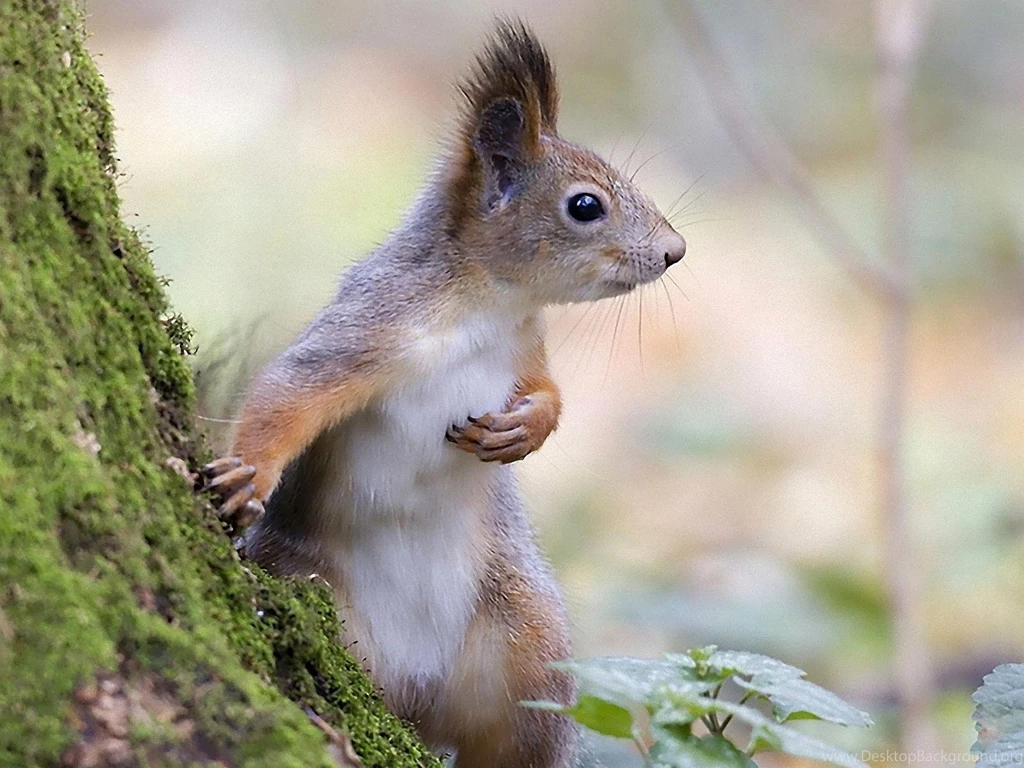 CUTE SQUIRREL WALLPAPER (