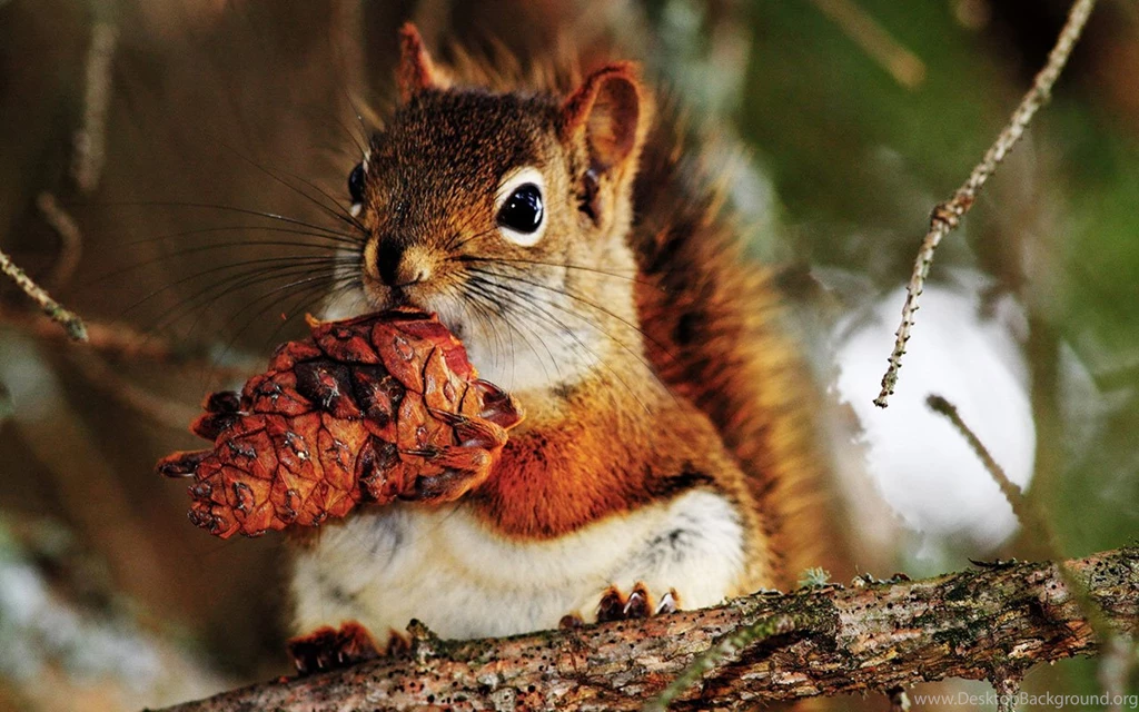 Cute Little Squirrel HD Wallpapers 11 - Animal Wallpapers Free ...