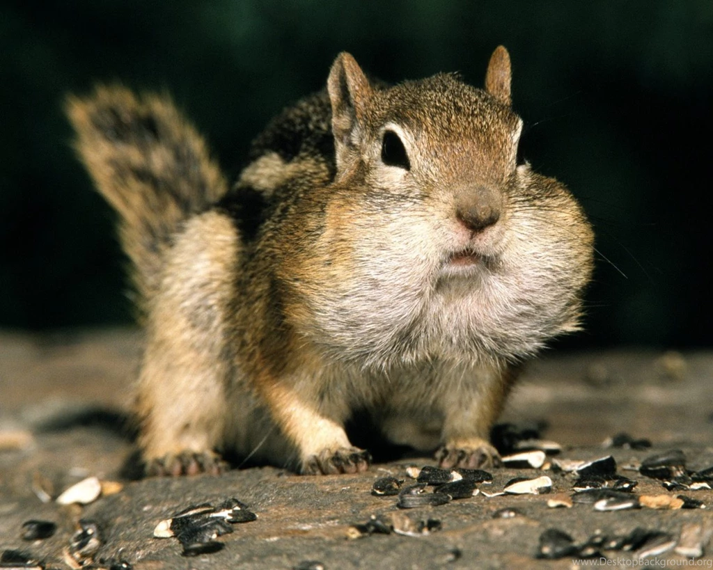 Funny Squirrel 1280x1024px