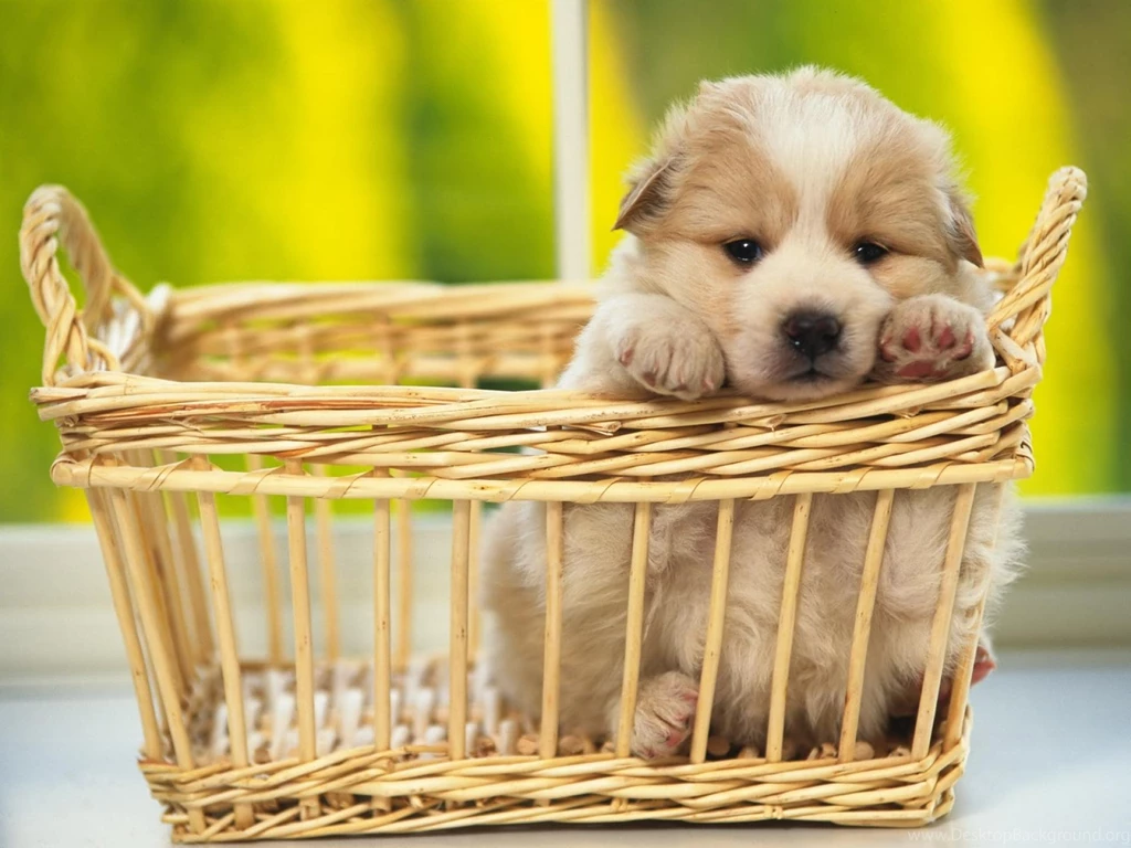 A Cute Puppy >> HD Wallpaper, Get It Now!