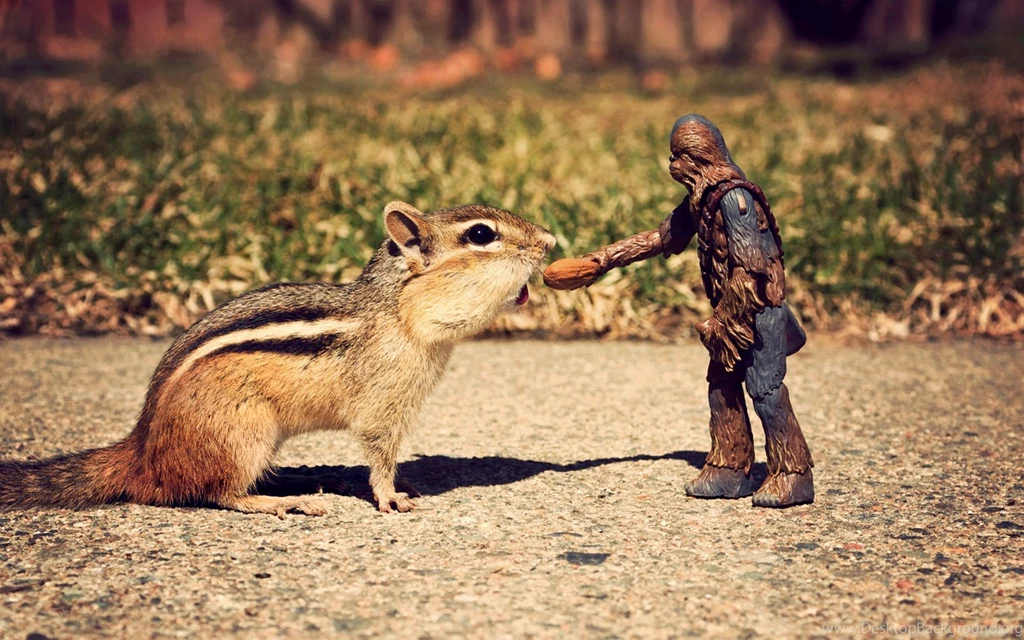 Squirrel Wallpapers