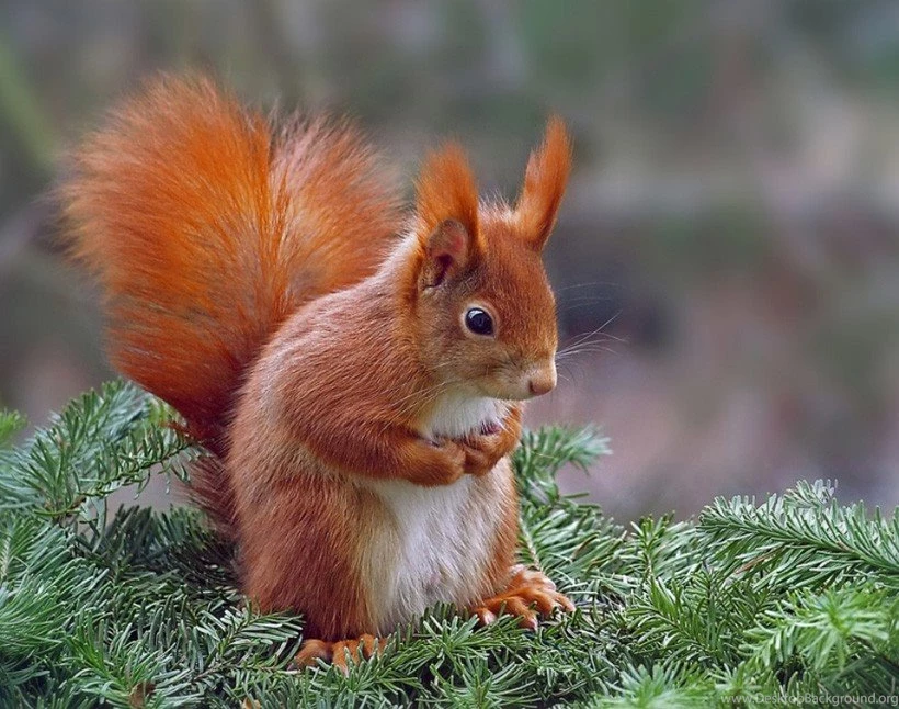 Squirrels: Cute Red Squirrel Animal Best Wallpapers For HD 16:9 ...