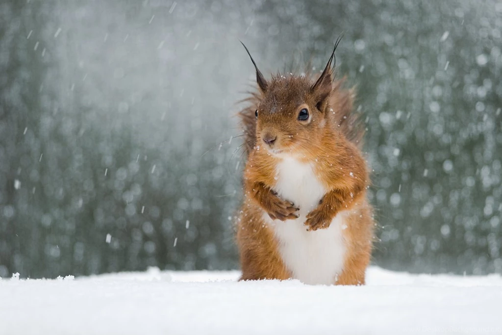 Cute Flying Squirrel Wallpaper.