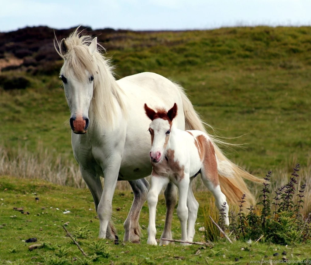 Hd Horse Poster