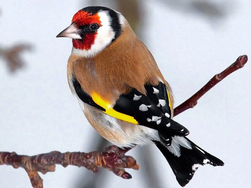 Nature Birds Wallpapers
