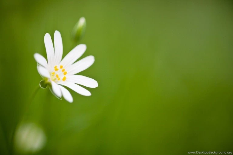 White Flower Backgrounds Wallpapers HD Download Hig Quality