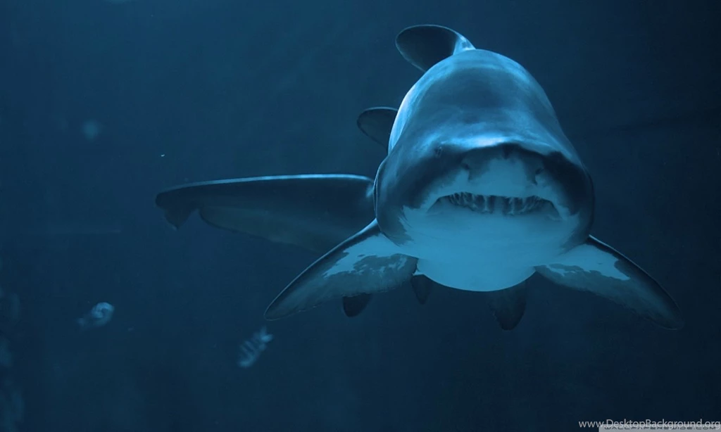Fierce Shark HD Desktop Wallpapers : Widescreen : High Definition ...
