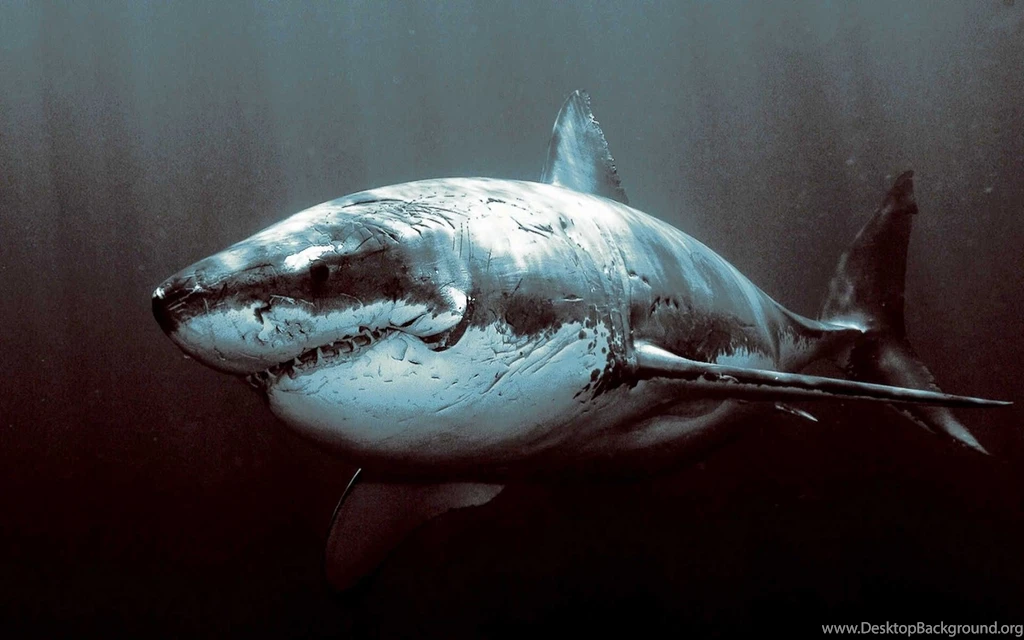 Shark hd wallpapers Magic4Walls.com
